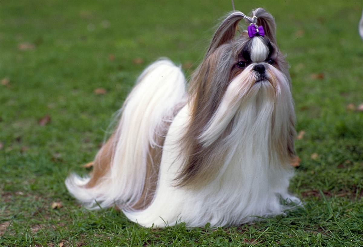 Este é um Shih-tzu que não foi tosado. Veja que bela pelagem!