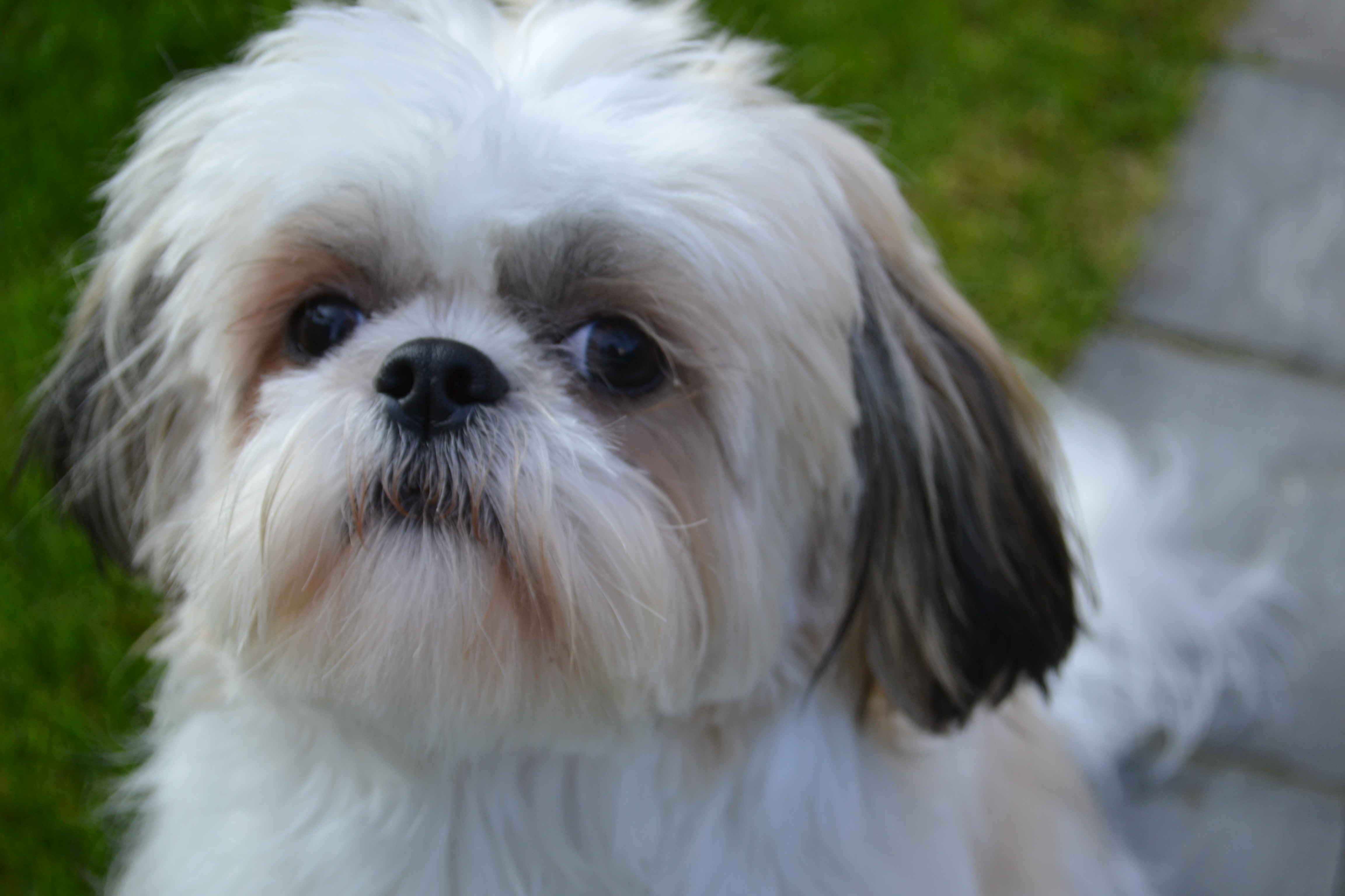 Shih-tzu - Um cão que ama a família!