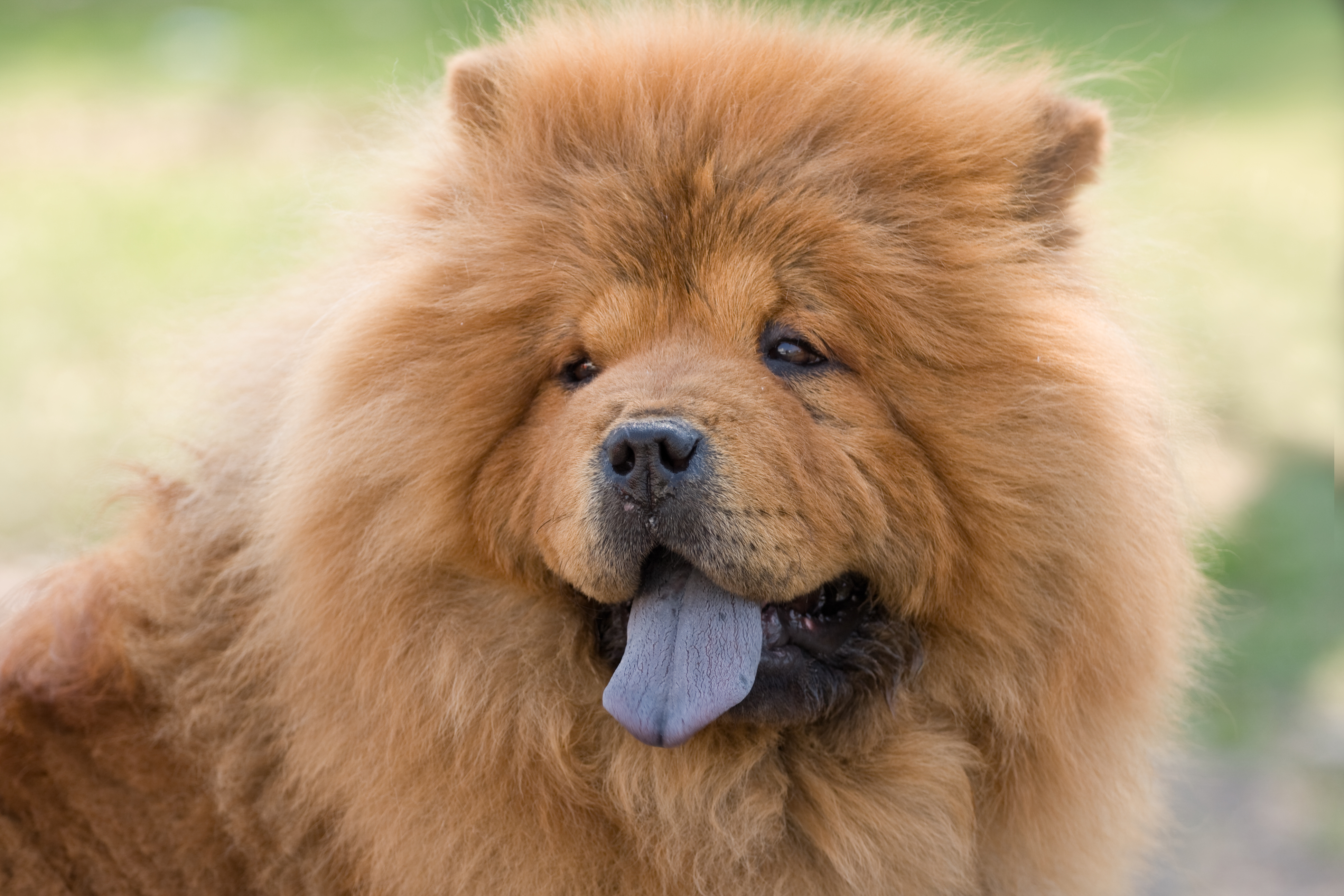 Juba de leão e língua azul: o inconfundível Chow Chow!