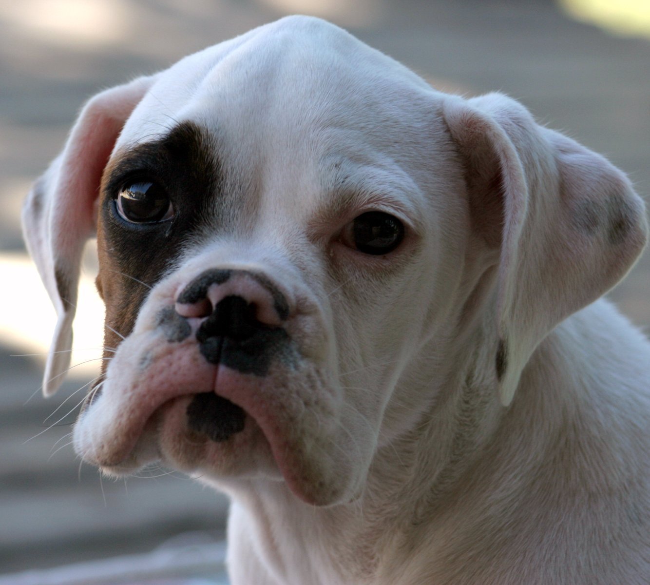 Esta é uma variação menos comum da pelagem do Cachorro Boxer