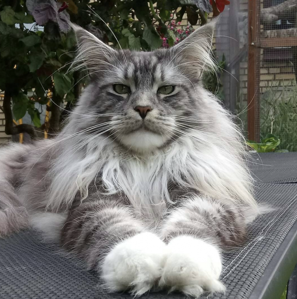 Maine Coon