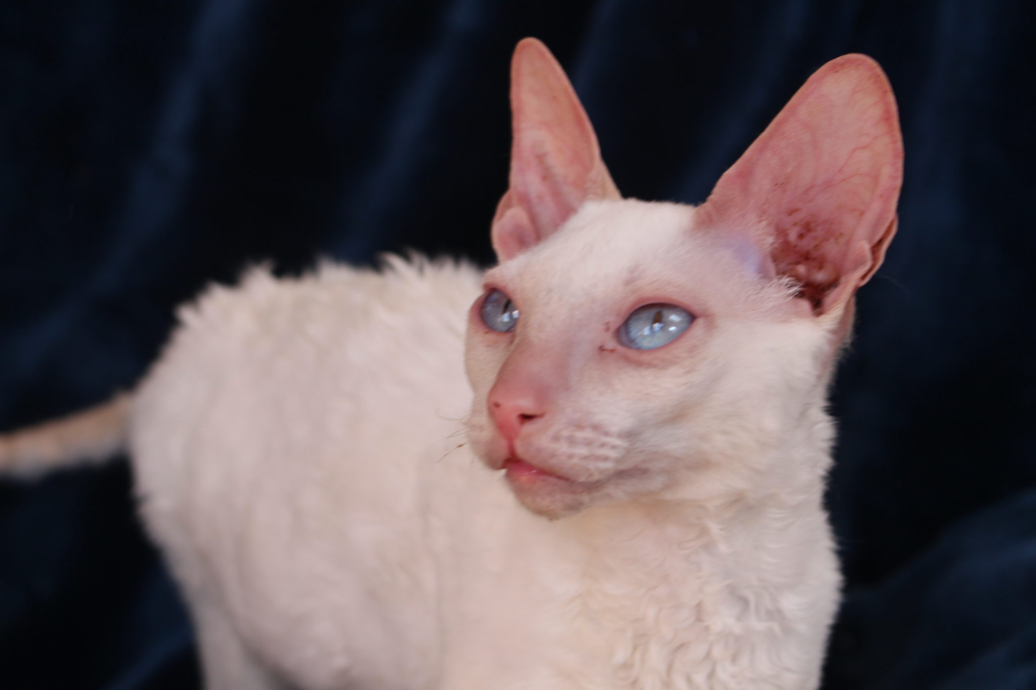 Este é o Cornish Rex!