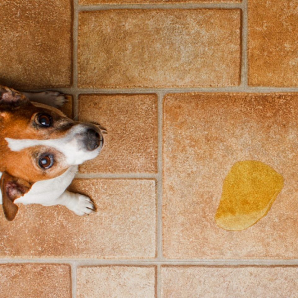 Como Ensinar o Cachorro a Fazer as Necessidades no Jornal - Aprenda! 1