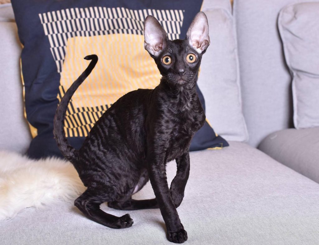 O Cornish Rex tem diversos padrões de cores de pelagem....