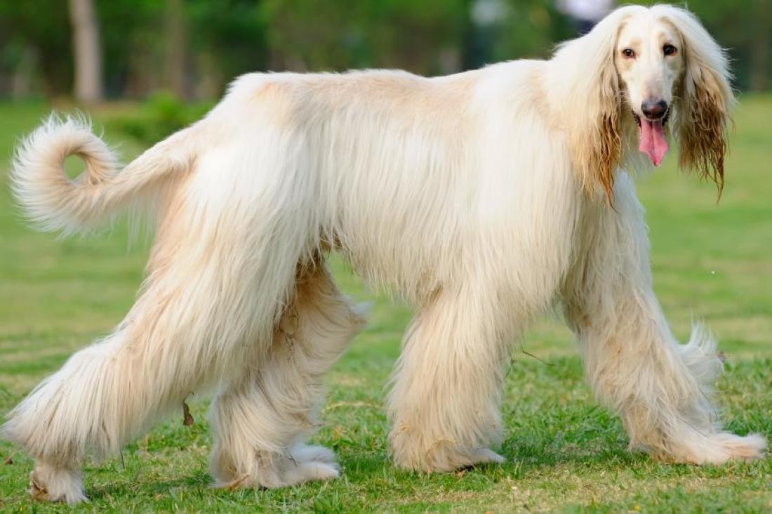 Este é o Afghan Hound!