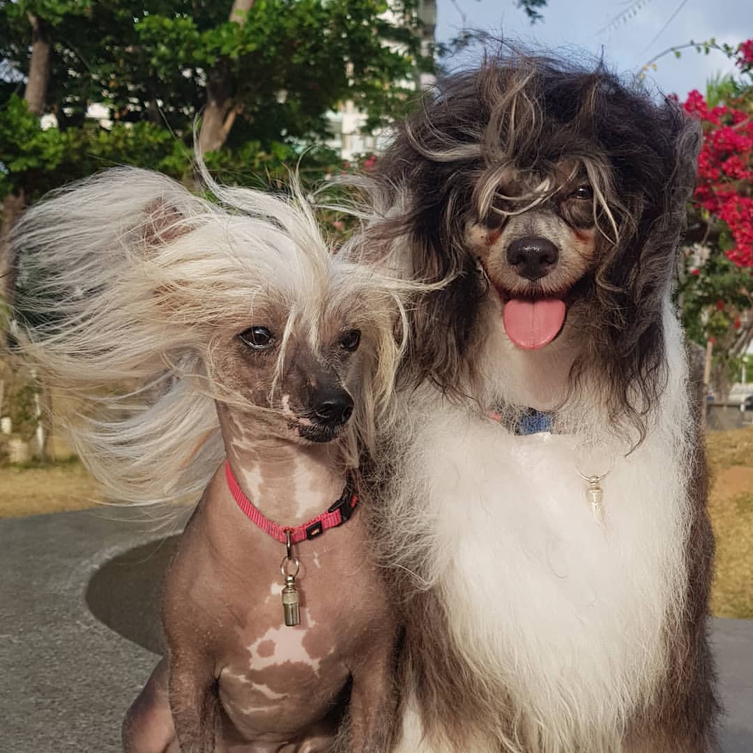 Qual Cão de Crista Chinês você prefere?