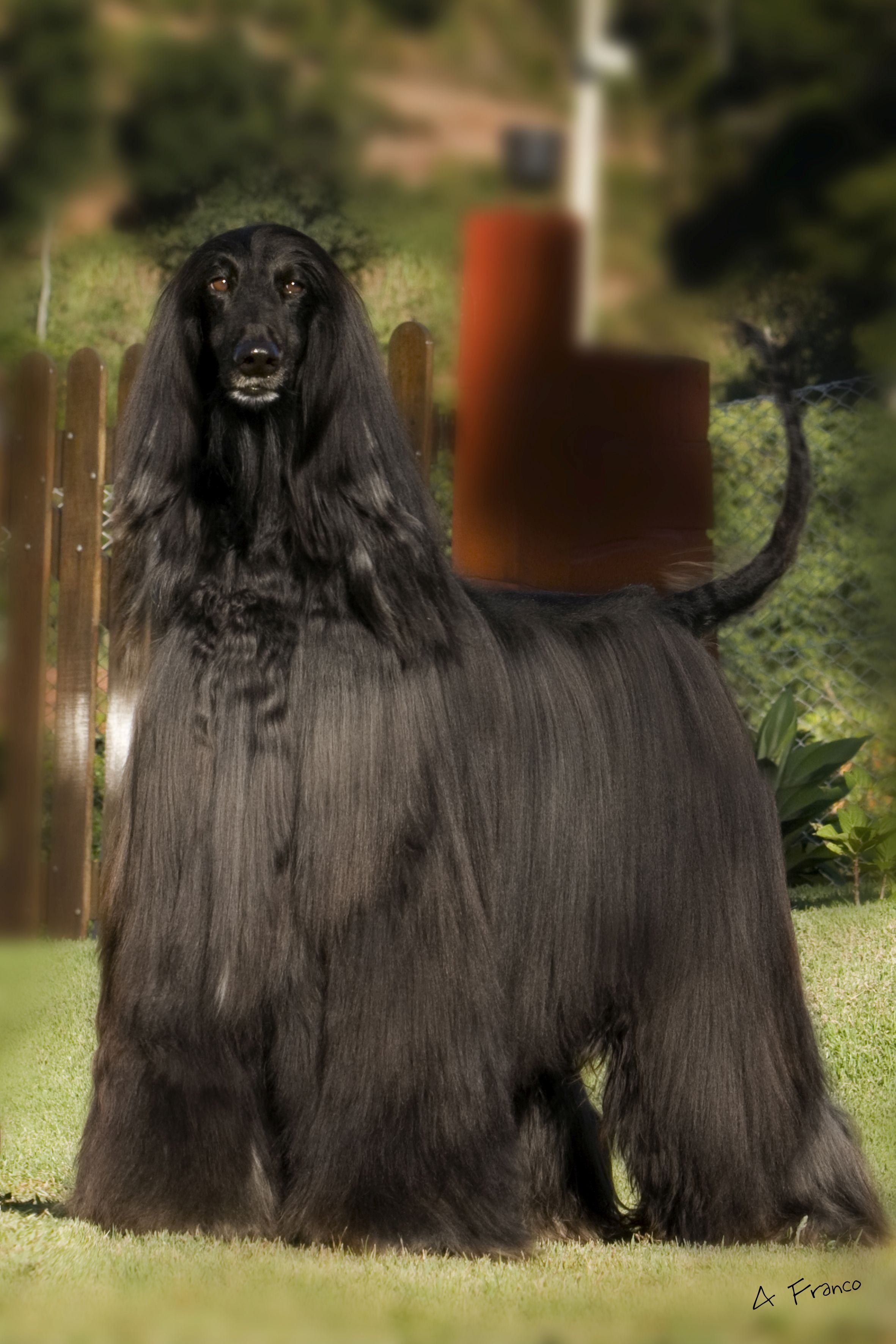 Este é o Afghan Hound com a pelagem preta