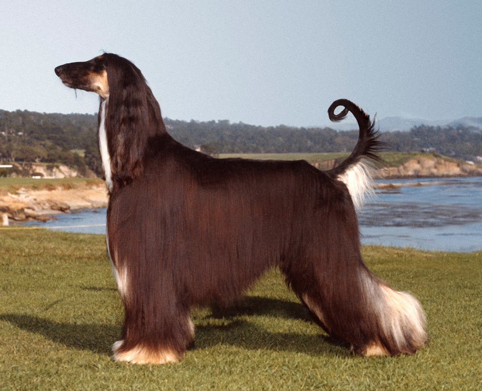 O Afghan Hound tem sempre uma aparência chique