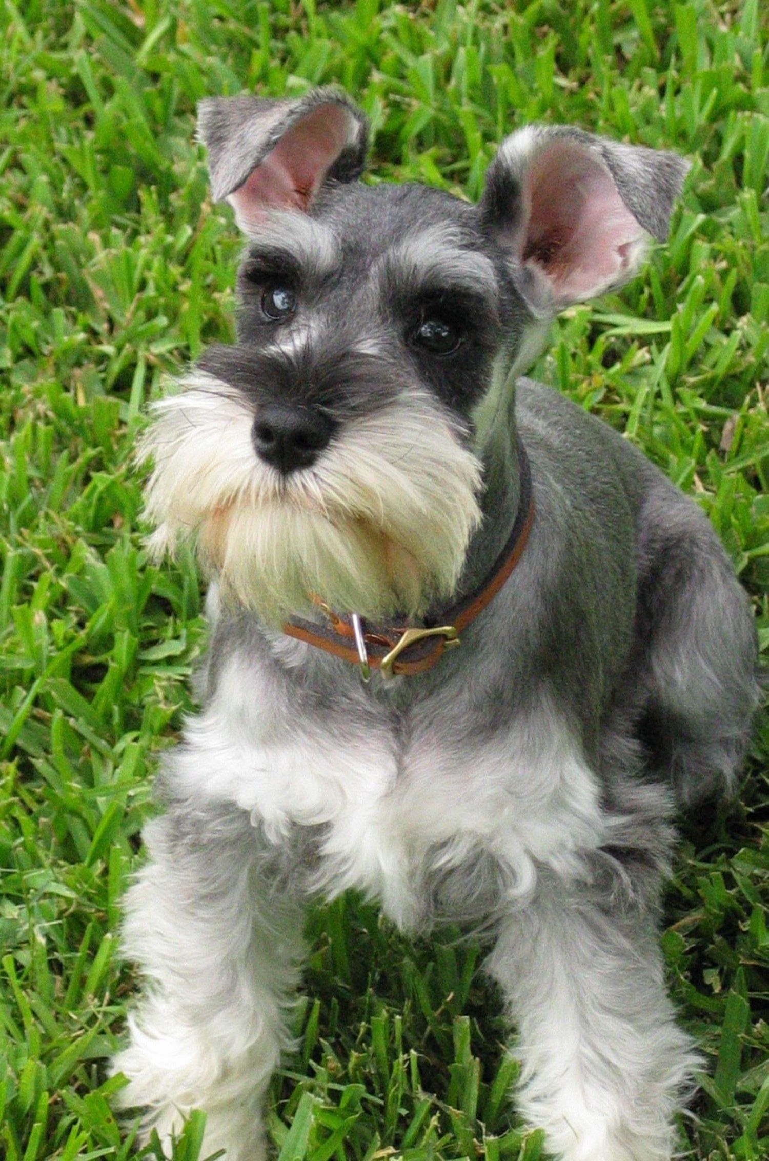 Raças de Cachorros Pequenos - Uma delas vai conquistar seu coração! 14