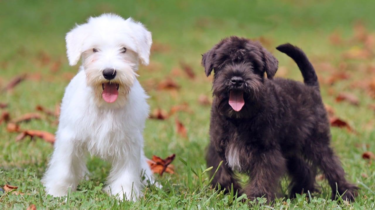 Raças de Cachorros Pequenos - Uma delas vai conquistar seu coração! 15