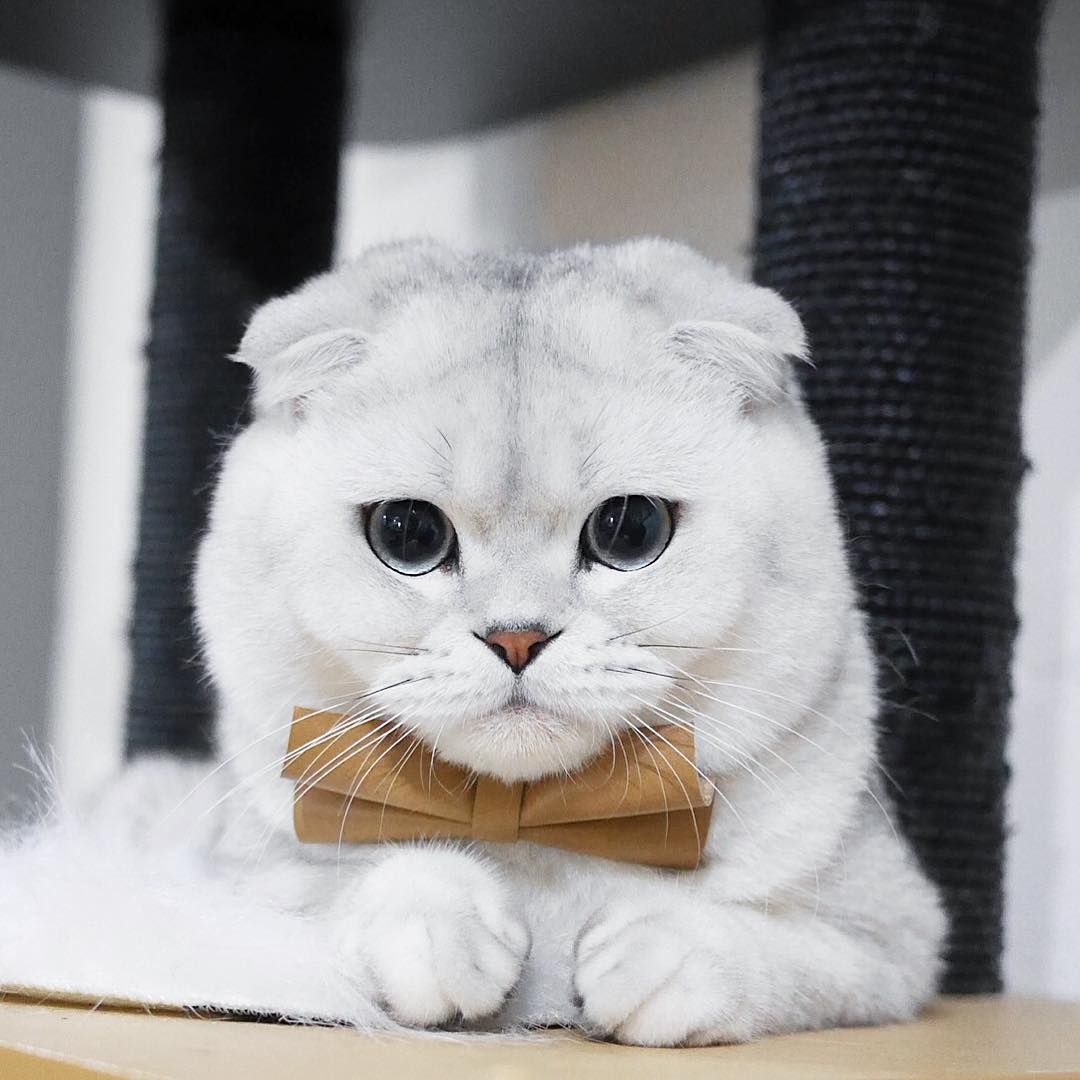  Tem gatinho com o olhar mais doce do que o Scottish Fold ?