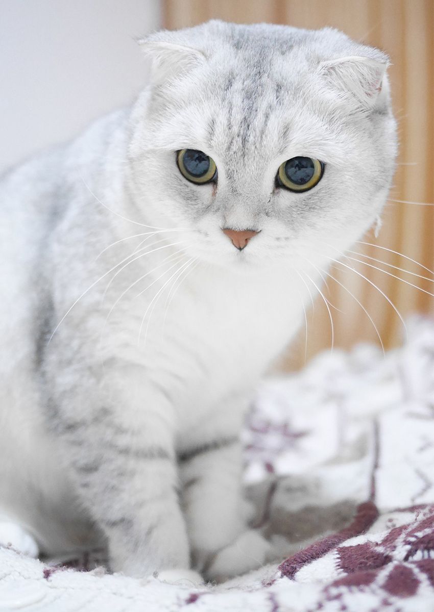 O Scottish Fold pode ter até 3 dobrinhas nas orelhas