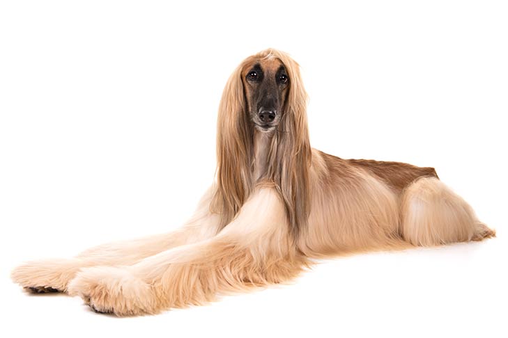 Afghan Hound