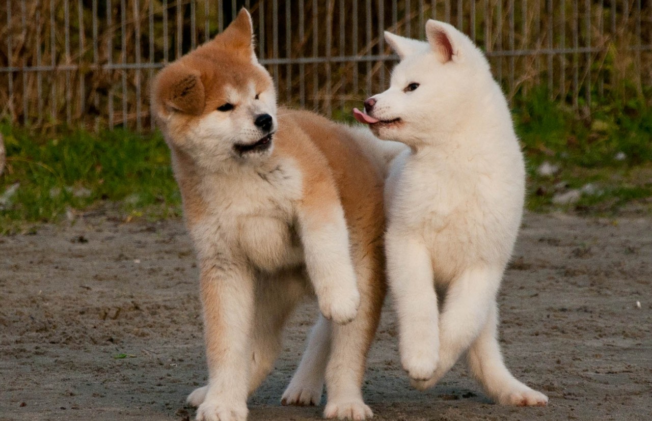 Momento fofura entre dois tipos de Akita