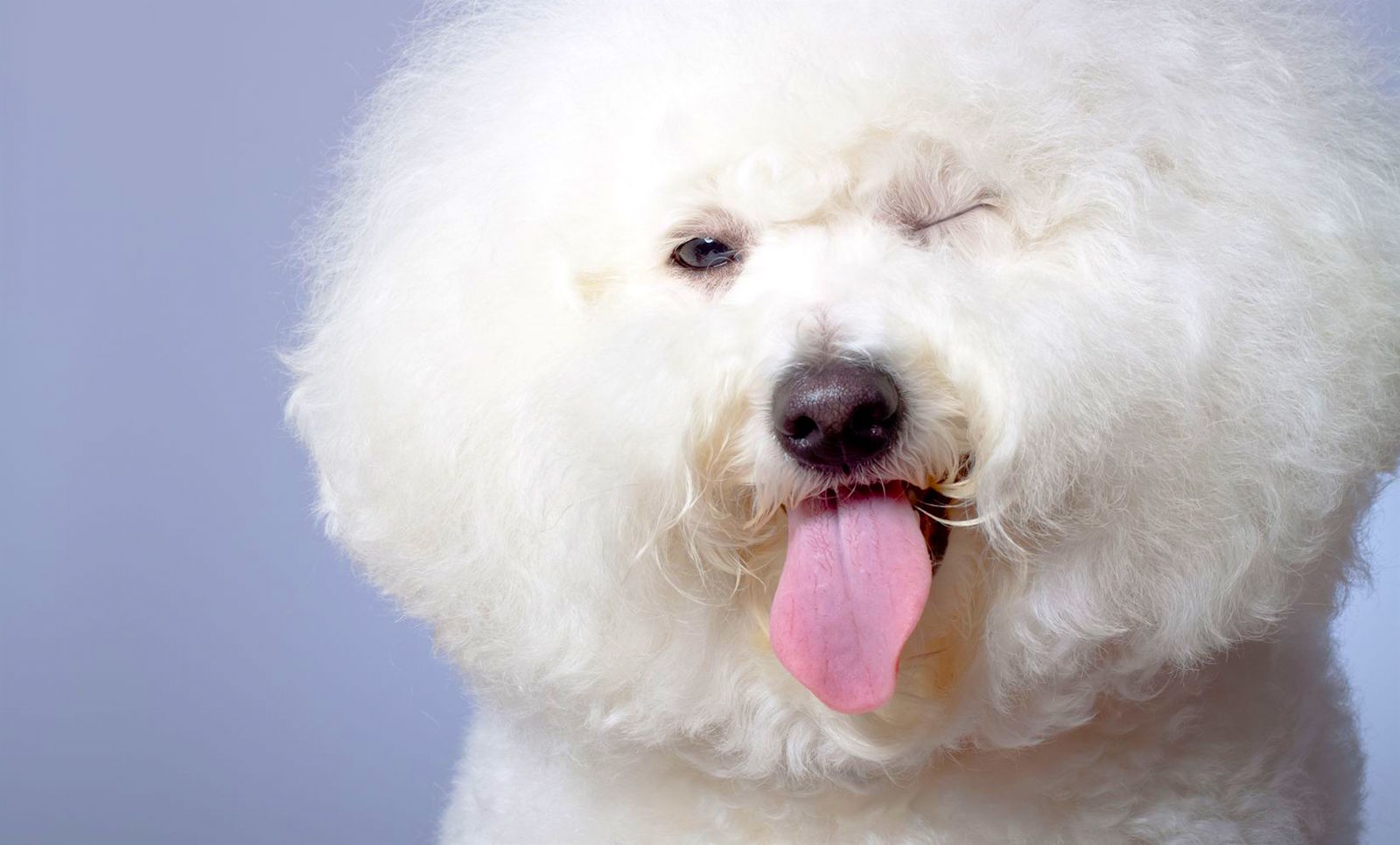 O Bichon Frise é muito extrovertido!