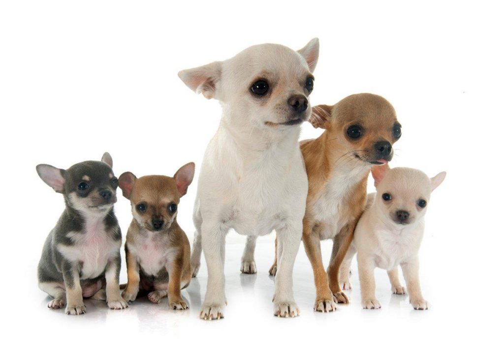 Raças de Cachorros Pequenos - Uma delas vai conquistar seu coração! 2