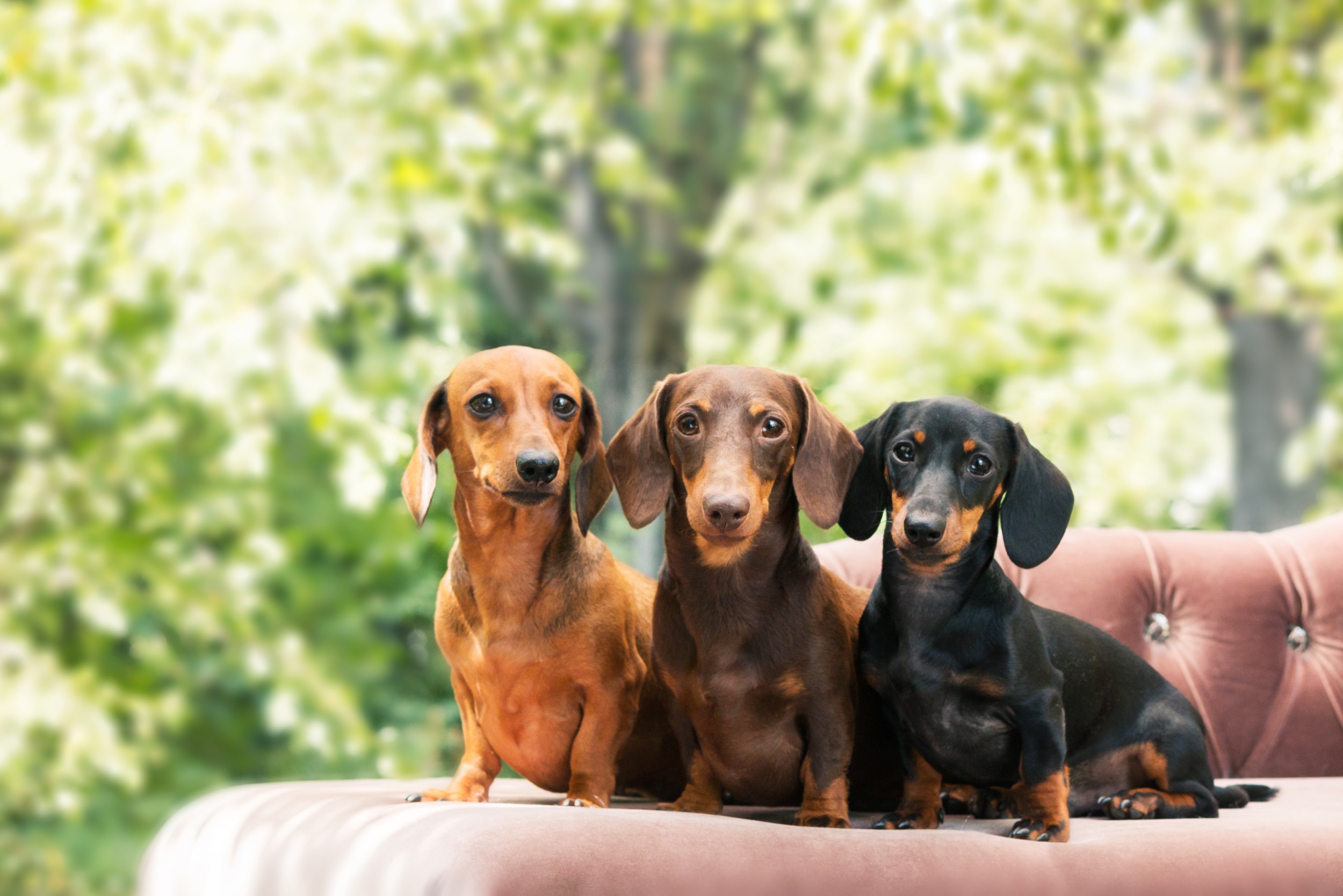 Dachshund: lindo em todas as cores!