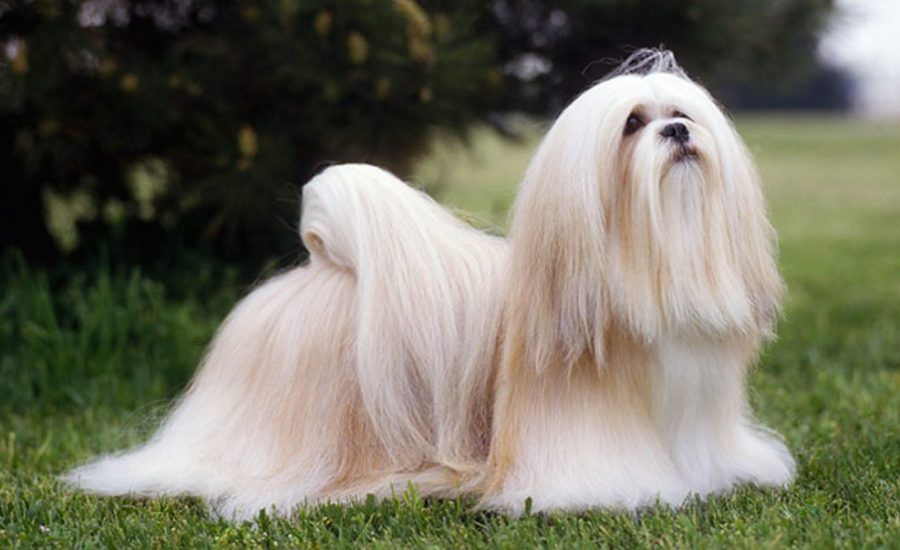 Lhasa Apso