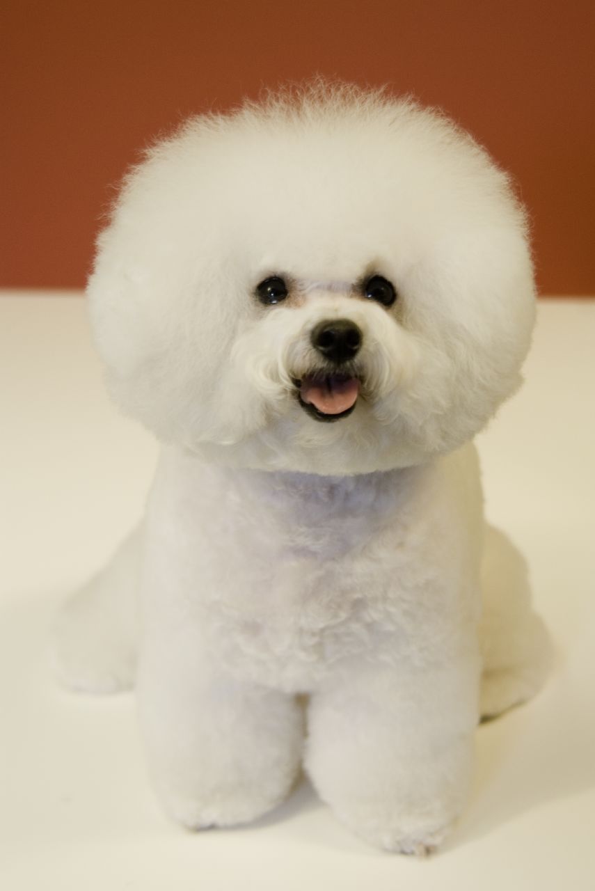 A pelagem que se parece uma nuvem de algodão é marca registrada do Bichon Frise