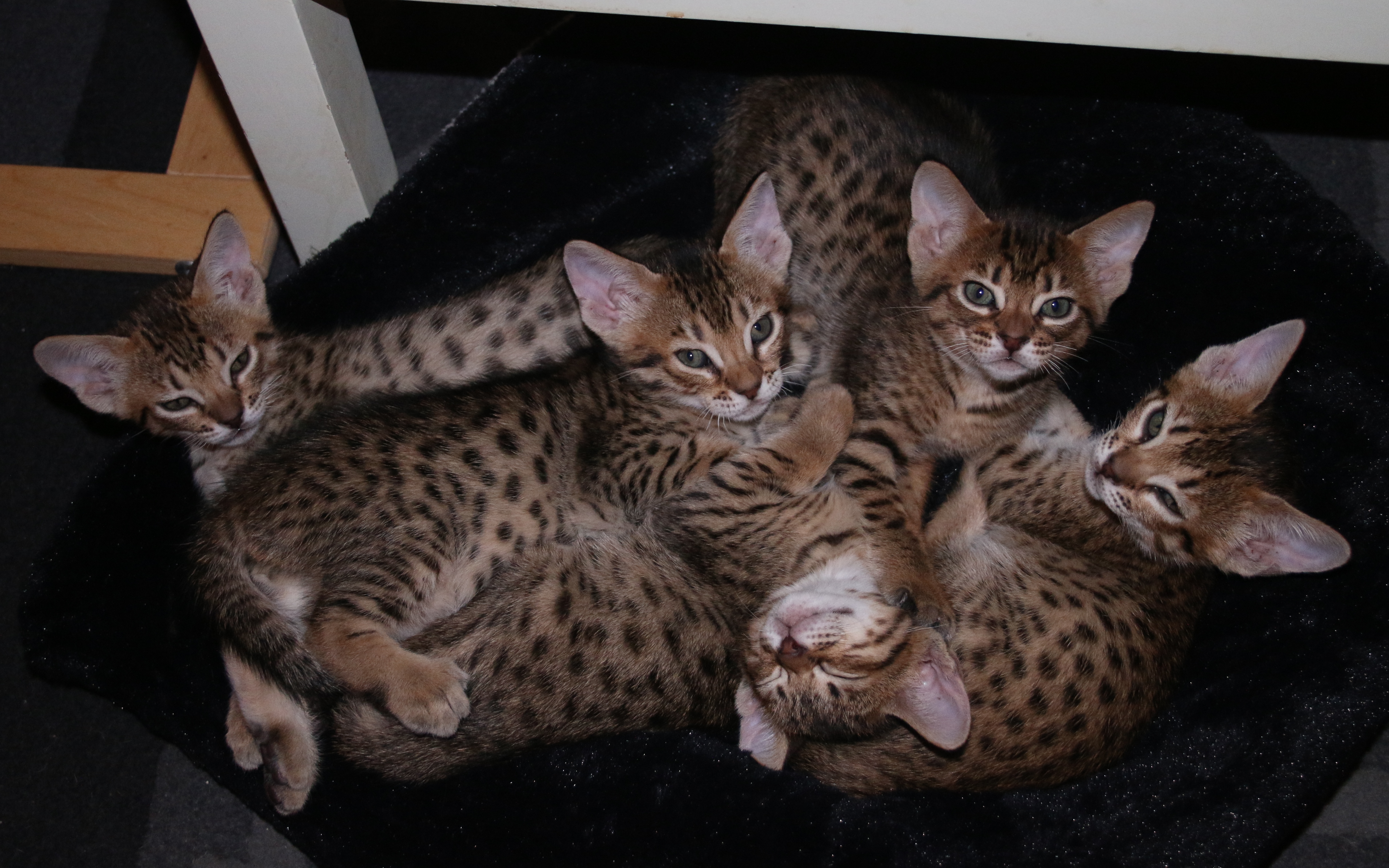 Lindos filhotinhos de Ocicat