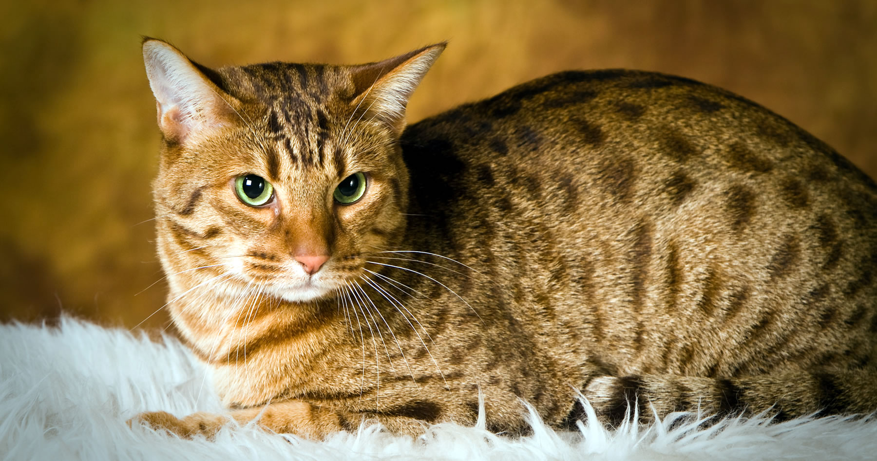 Ocicat de pelagem dourada. Lindo, não?