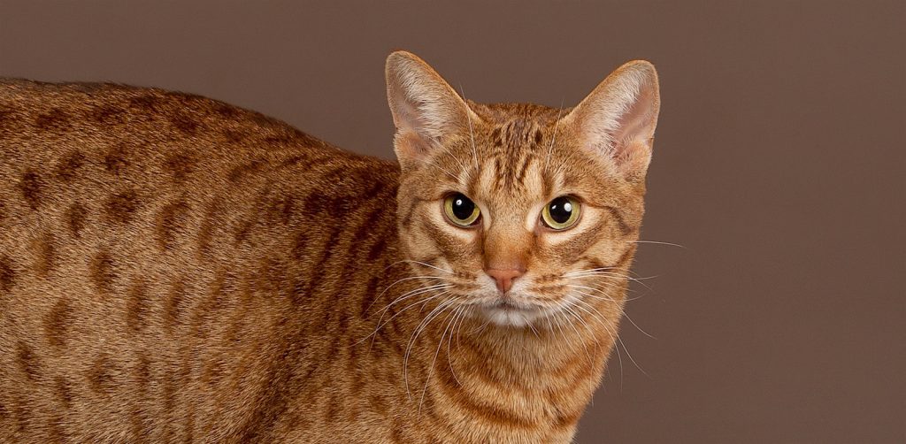 Ocicat