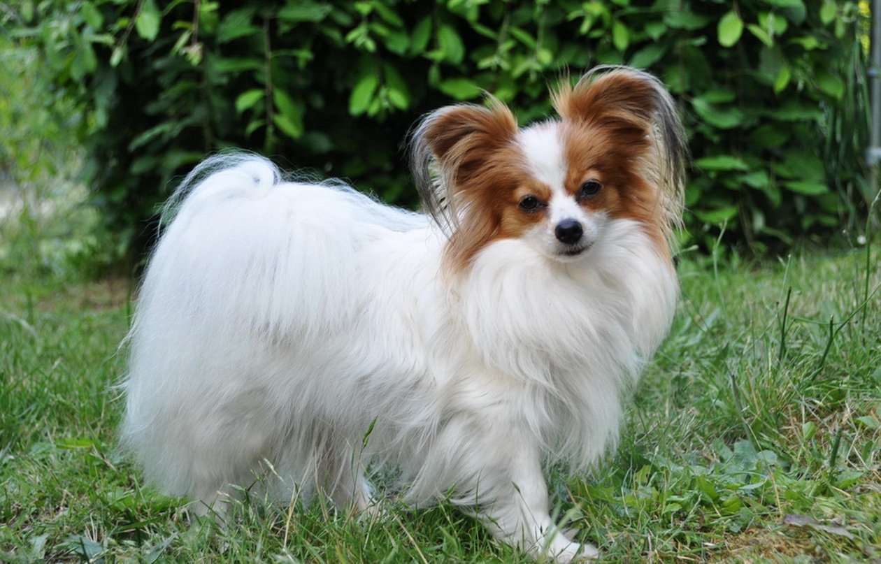 De pequeno porte e pelagem longa, este é o belo e inteligente Cachorro Papillon