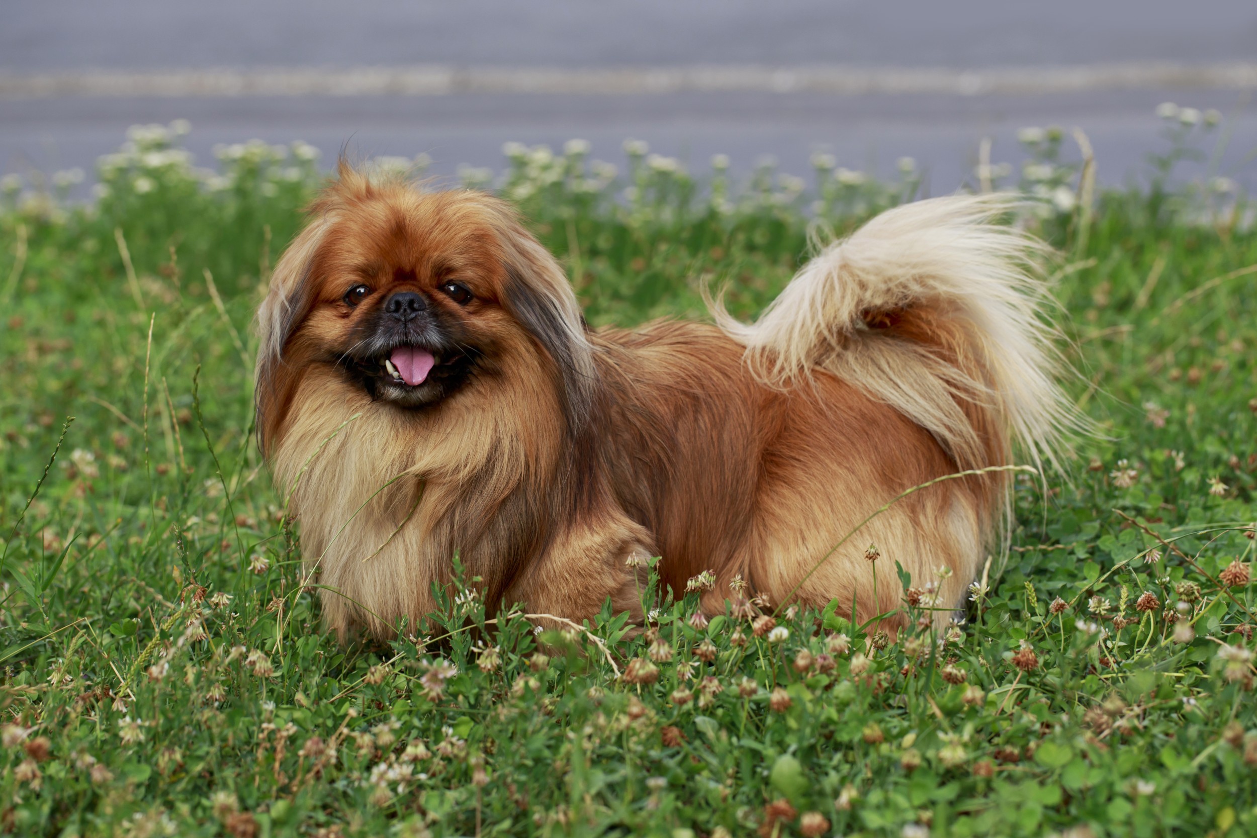 Raças de Cachorros Pequenos - Uma delas vai conquistar seu coração! 11