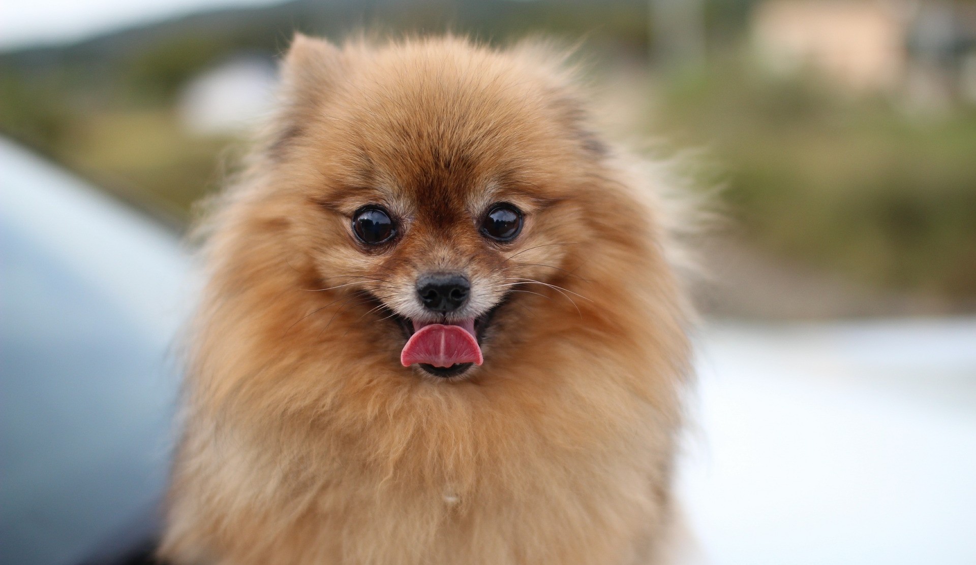 Raças de Cachorros Pequenos - Uma delas vai conquistar seu coração! 13