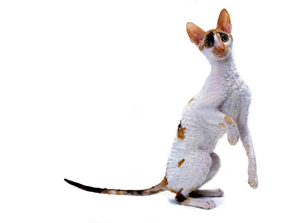 O Cornish Rex é um ótimo gato de companhia