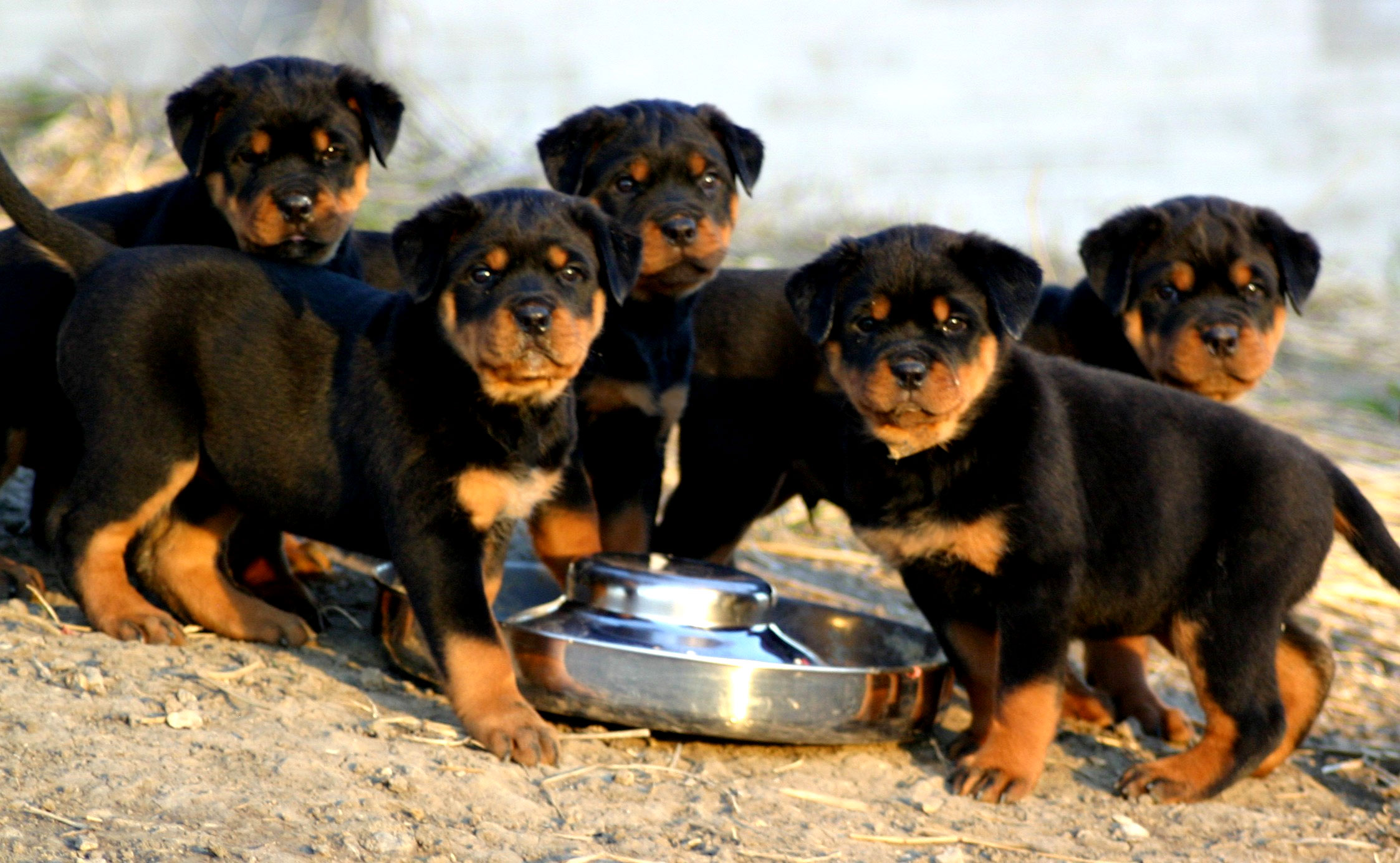 Devido ao padrão único de pelagem, os filhotinhos de Cachorro Rottweiler parecem gêmeos!