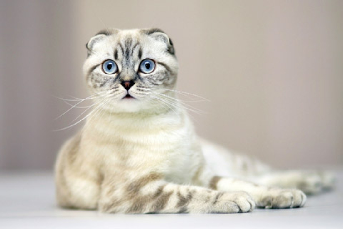 Scottish Fold: uma cor de pelagem mais linda do que a outra!