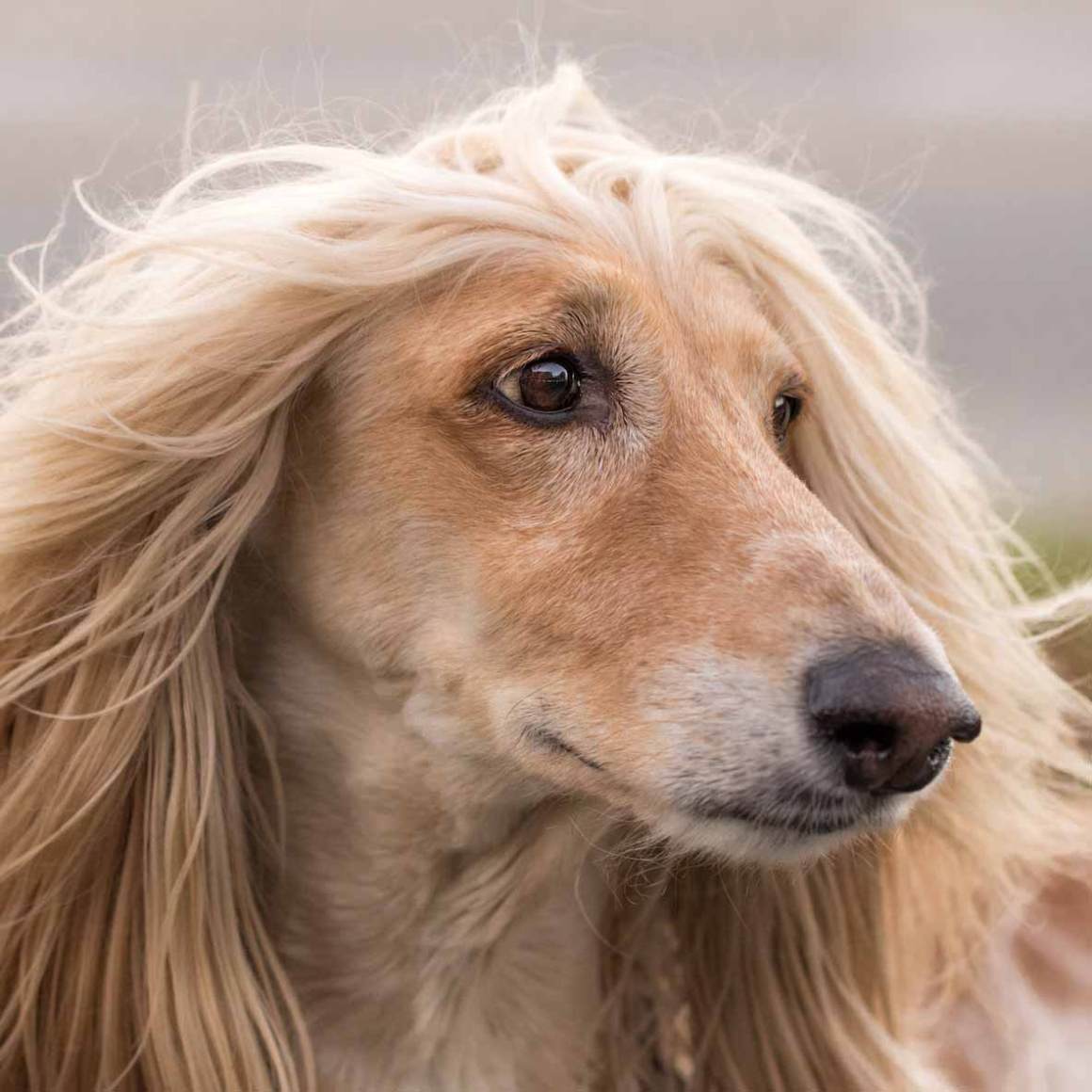 O Afghan Hound em um dia de modelo fotográfico?