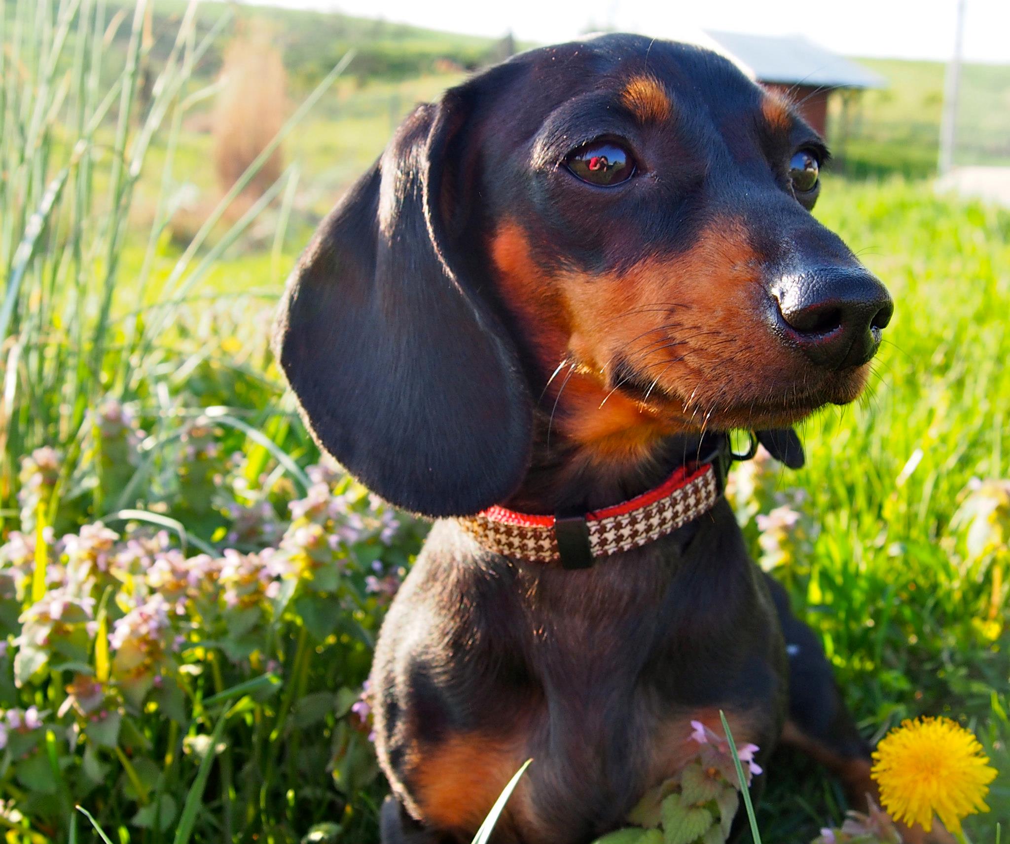 Raças de Cachorros Pequenos - Uma delas vai conquistar seu coração! 18