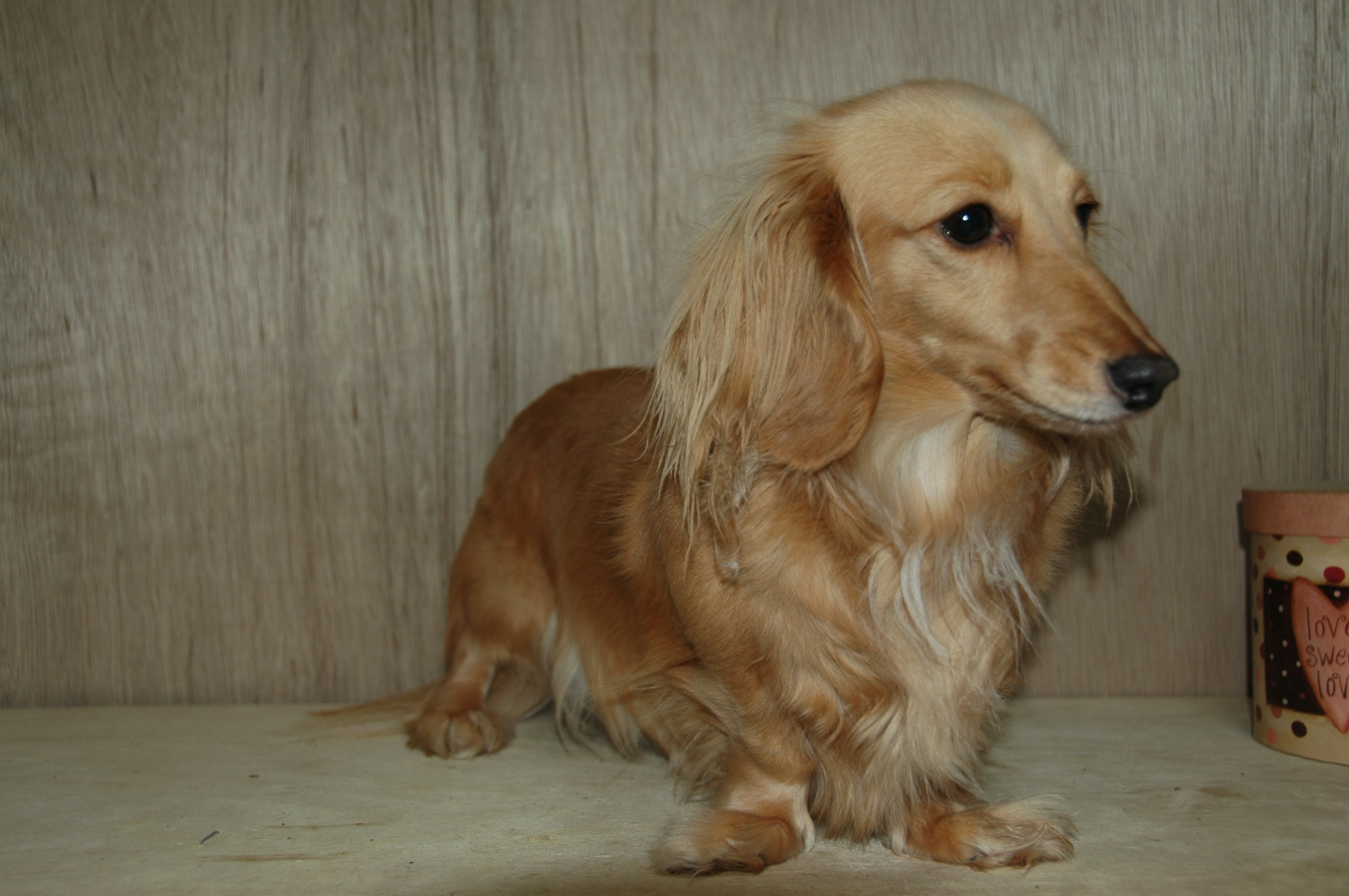 Este é o charmoso Dachshund de pelo longo!