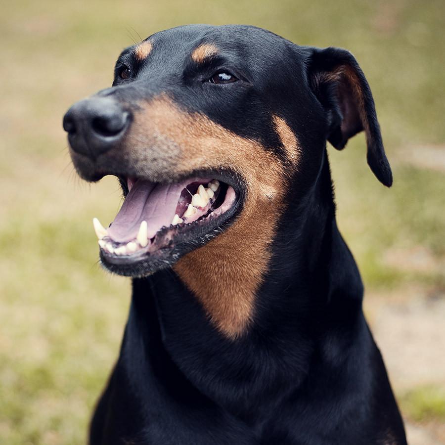 Este é o Doberman em seu estado natural, com as orelhinhas lindas!