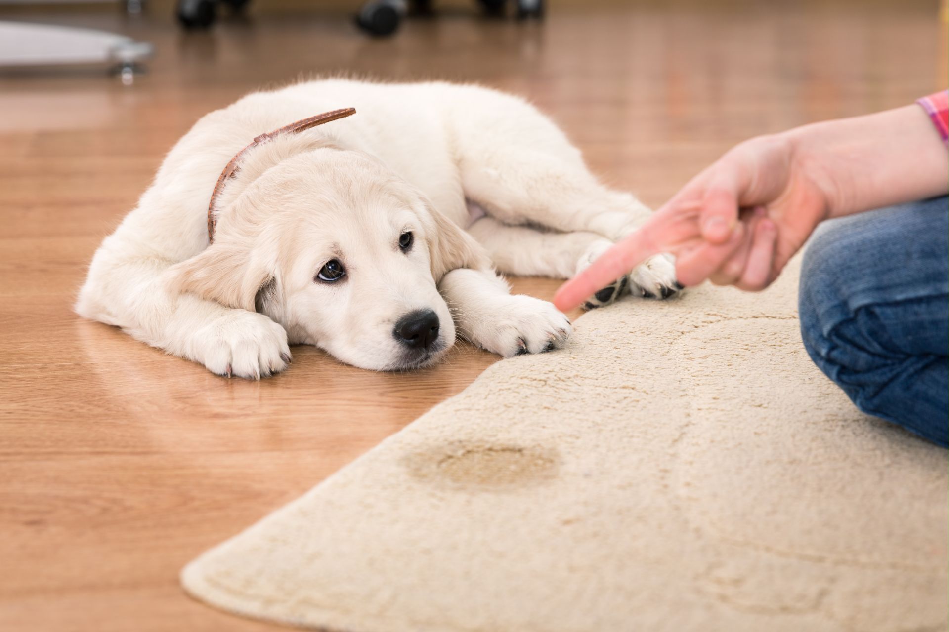 Como Ensinar o Cachorro a Fazer as Necessidades no Jornal - Aprenda! 3