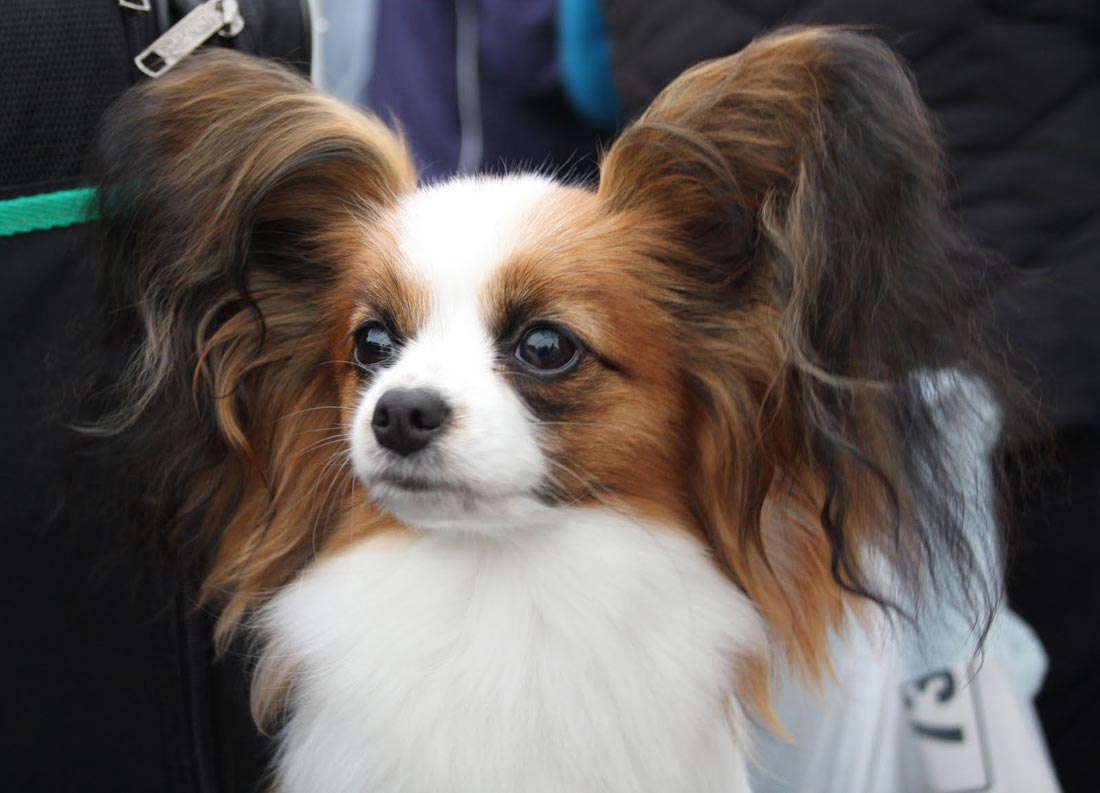 O Cachorro Papillon é um lindo cão de companhia