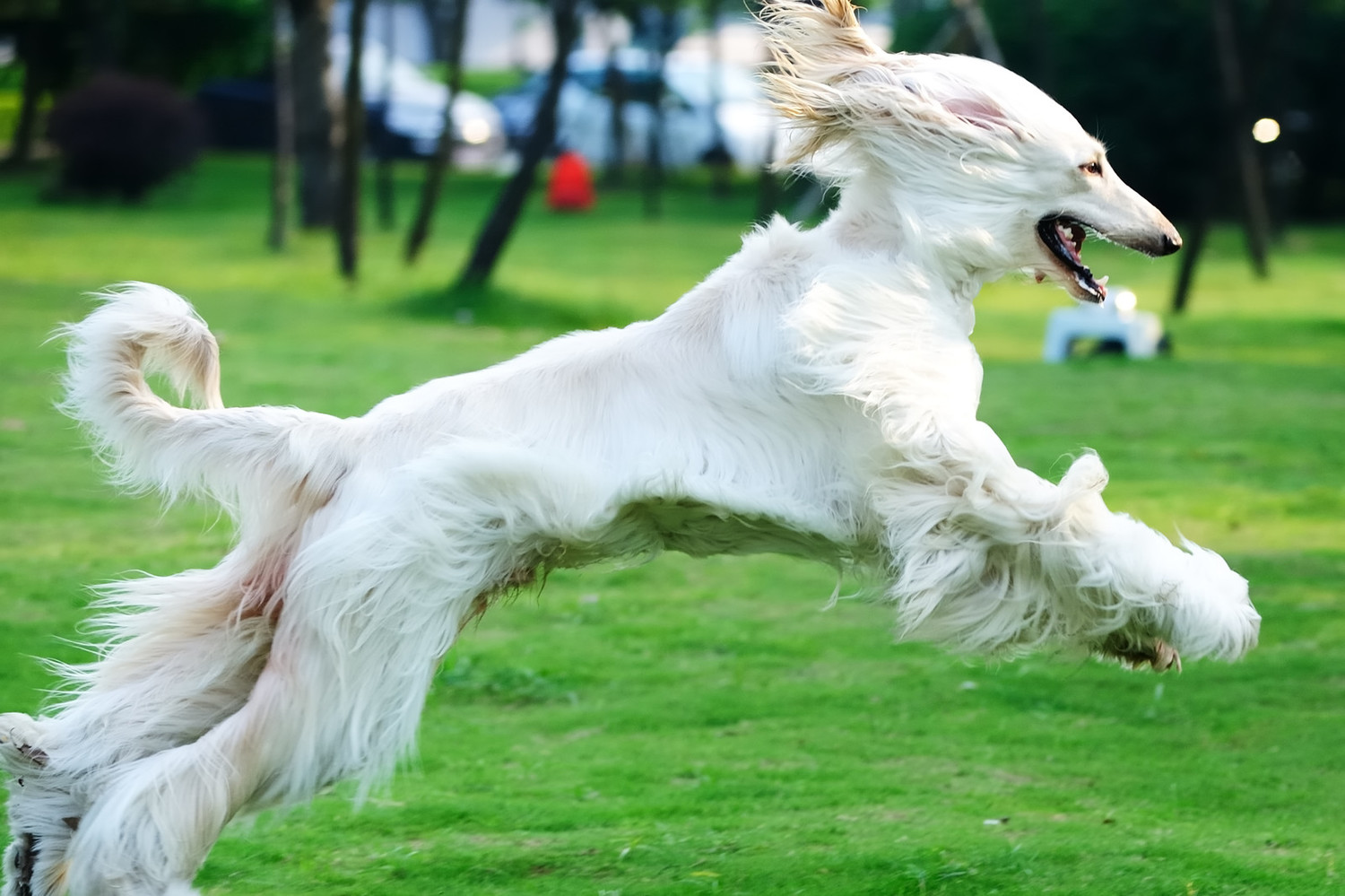 Ágil e brincalhão: Afghan Hound