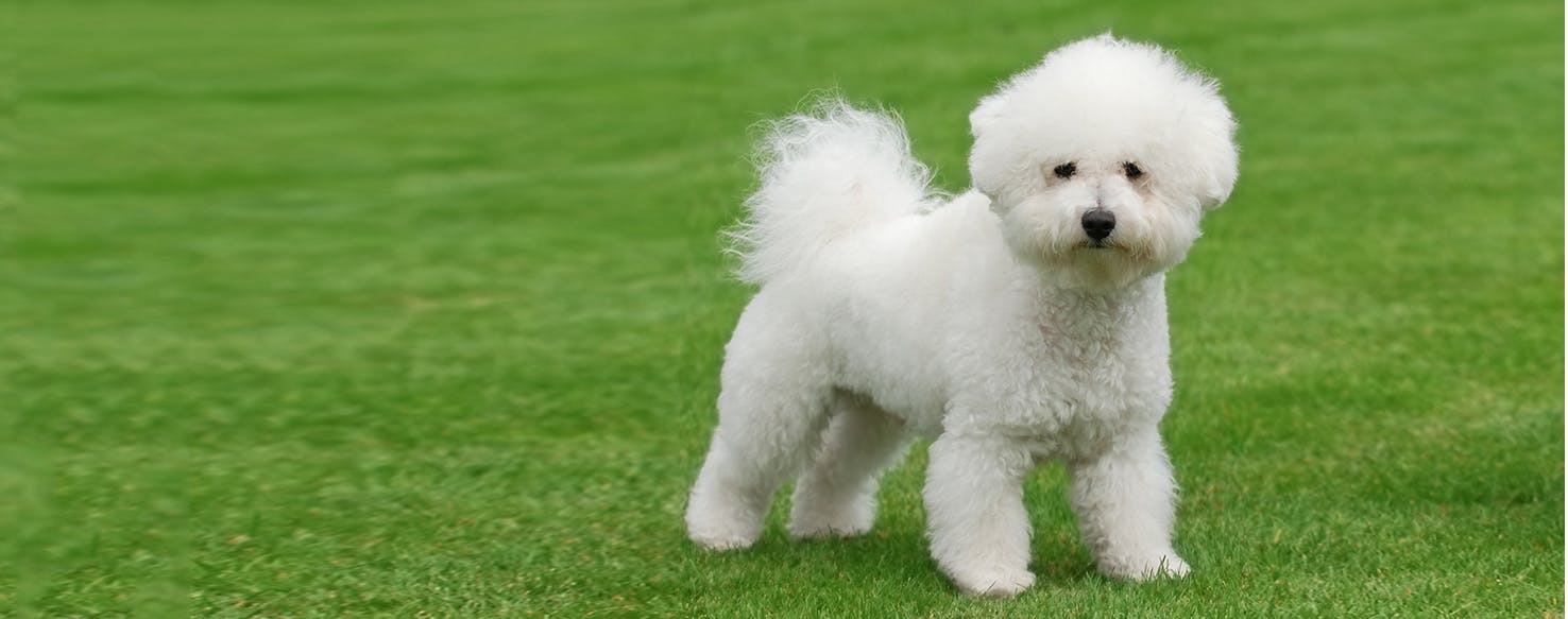 Este é o Bichon Frise!