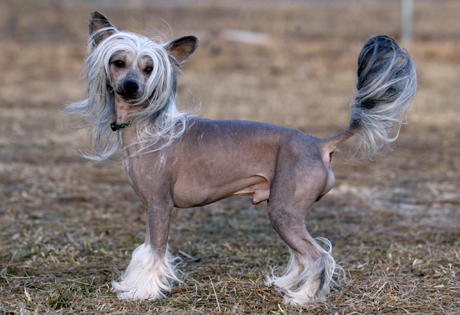 Cão de Crista Chinês