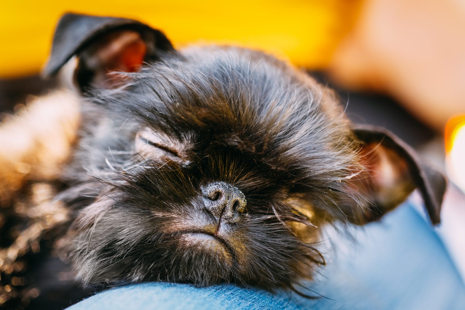 Raças de Cachorros Pequenos - Uma delas vai conquistar seu coração! 17