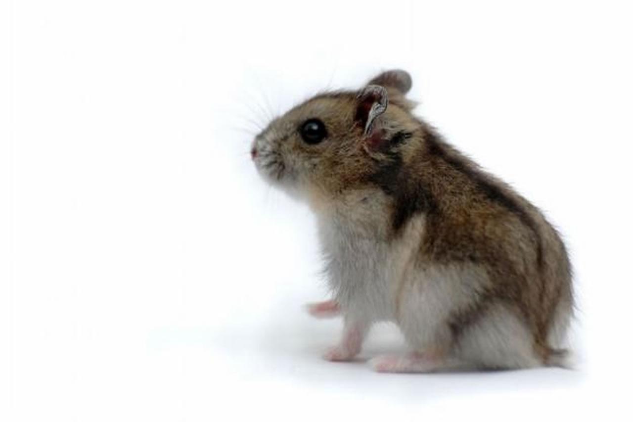 Este é o Hamster chinês!