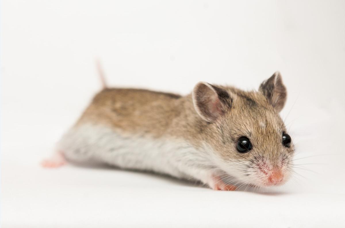 O Hamster chinês pode chegar a até 12 cm de comprimento!