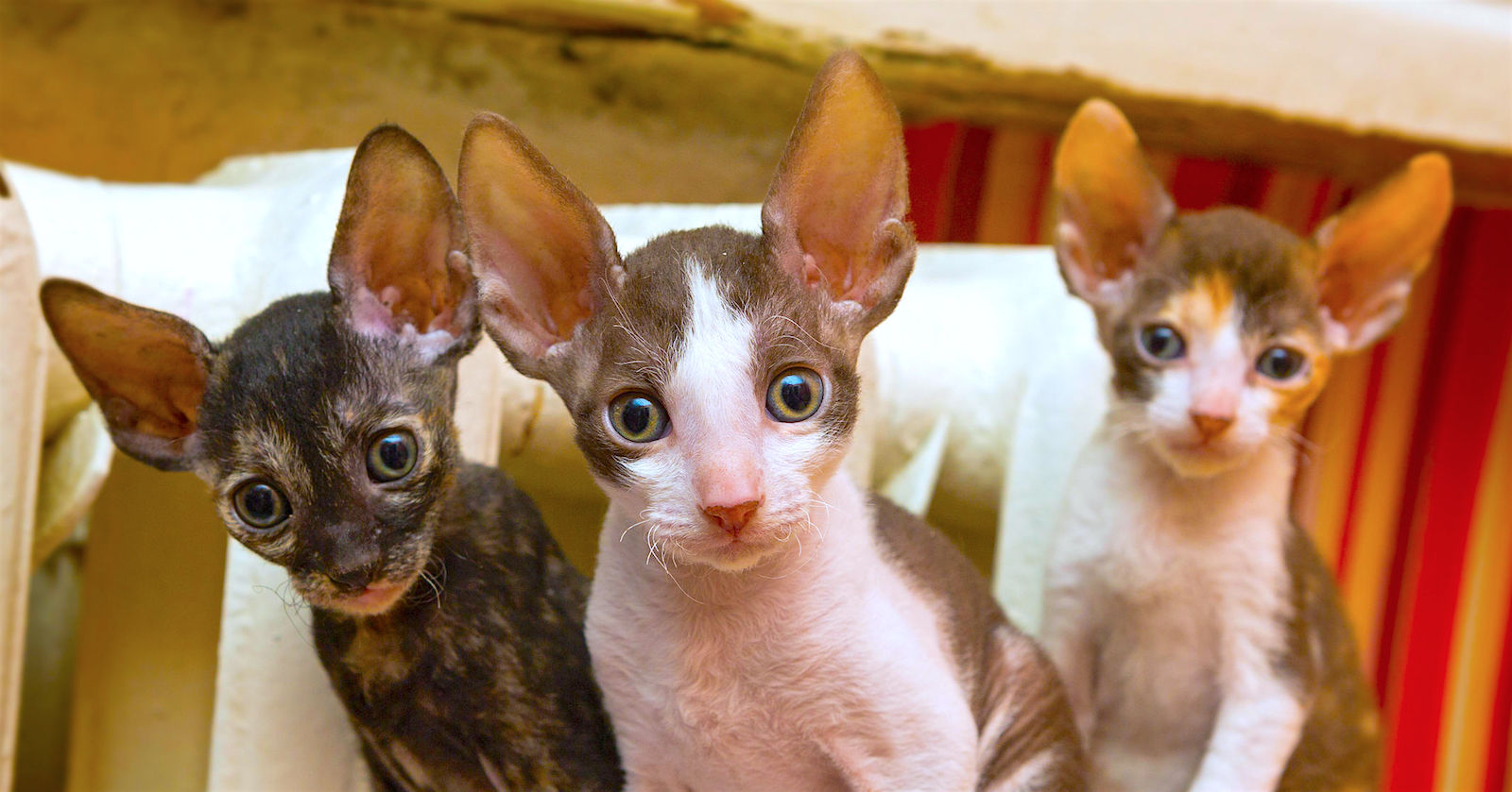 Filhotinhos de Cornish Rex! Qual cor você prefere?