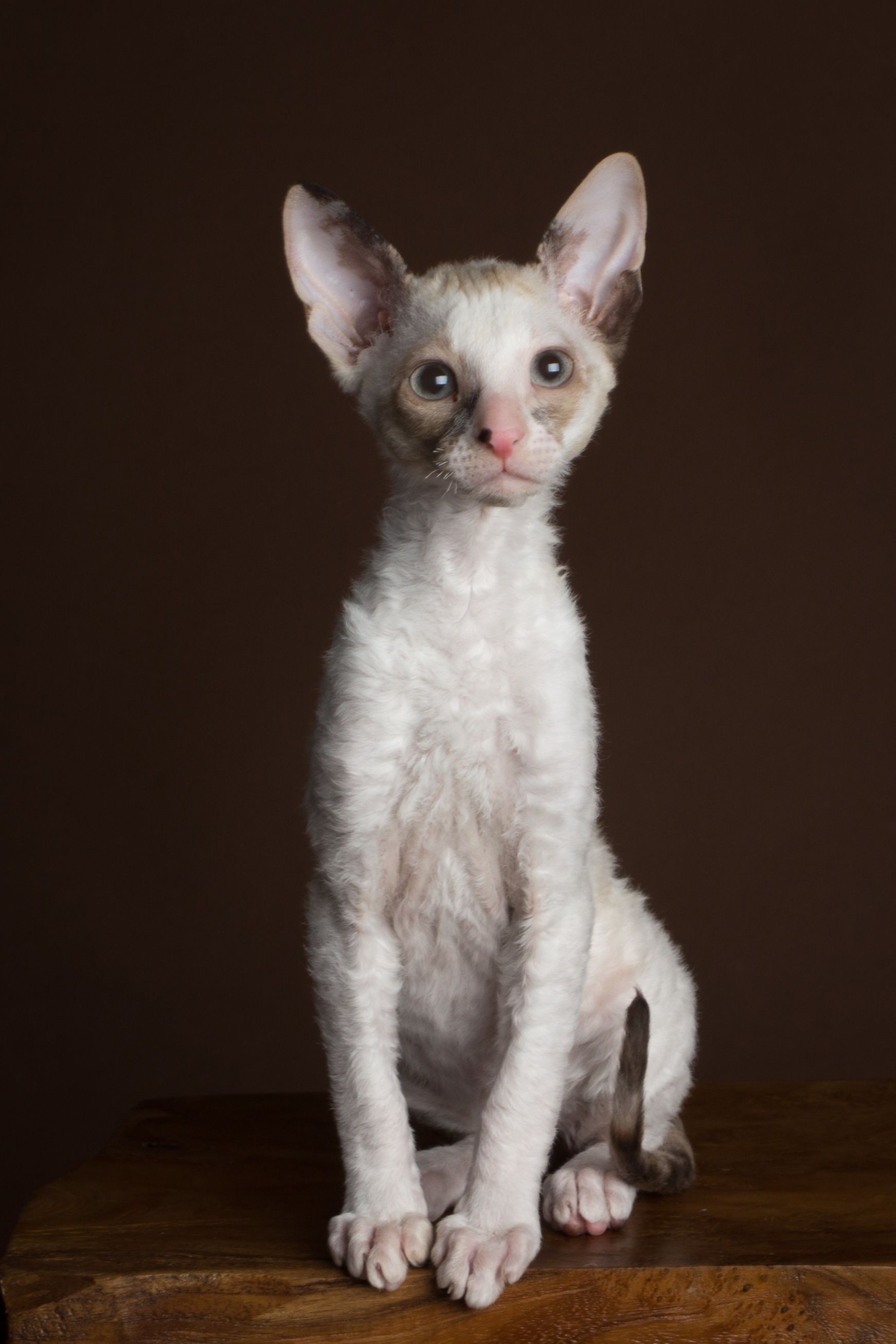 A pelagem encaracolada é a característica mais marcante do Cornish Rex