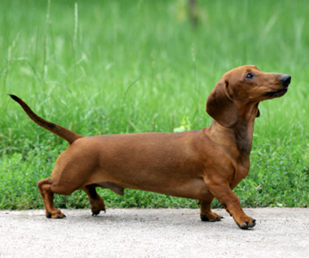 Este é o Dachshund!