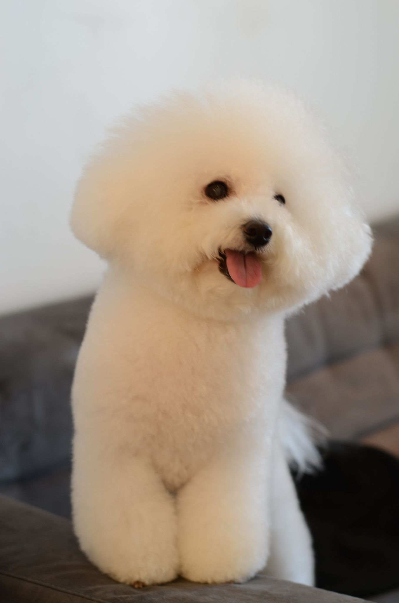 Lindo, charmoso, inteligente e divertido: Bichon Frise