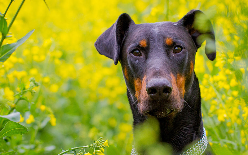 Doberman