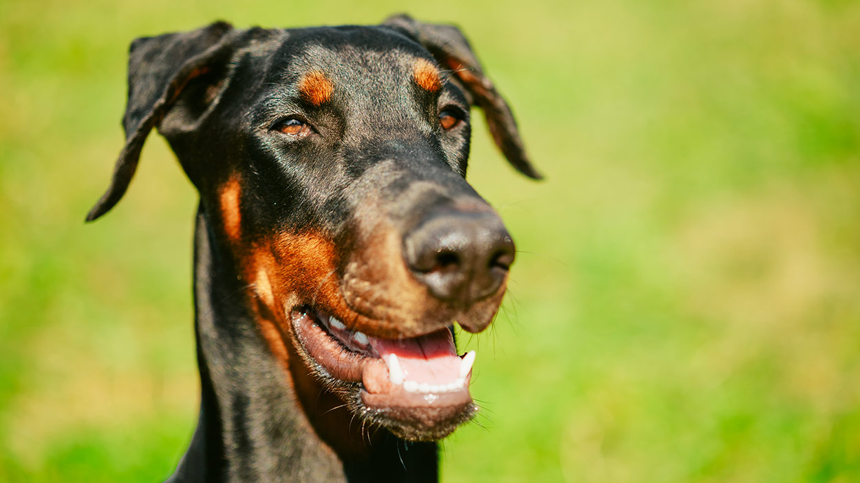 A pelagem do Doberman segue um padrão bem característico